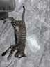 卫仕猫多维240片定制猫用复合维生素片维生素b美毛宠物营养猫咪维生素 实拍图
