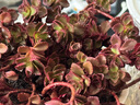 多肉组合盆栽阳台盆栽喜阳植物新手福利按图发货品种花卉好养 小球玫瑰老桩 30-35头白陶瓷栽好 晒单实拍图