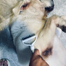 HELLOJOY宠物开结梳猫梳子狗猫毛梳狗毛清理器猫咪狗狗梳子长毛去浮毛神器 实拍图