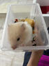 长毛可爱金丝熊活体仓鼠米熊卷毛熊纯银熊一公一母亲人脱敏次日达 长毛金丝熊 妹妹 实拍图