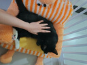 洁西 小宠益生菌 兔子肠胃宝龙猫荷兰猪日常保健豚鼠仓鼠营养补充10包 实拍图
