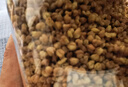 草木方 黄苦荞茶500g 四川大凉山全颗粒胚芽特级荞麦茶 泡水喝养生茶 实拍图