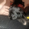 养只宠物（YOUNGER PET）宠物围栏狗狗室内狗笼子中小型犬泰迪柯基隔离门防护栏栅栏狗窝 狗围栏（加粗2*2） 实拍图