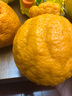 正宗四川不知火丑橘新鲜整箱水果应当季粑粑丑八怪柑橘耙耙桔子 老农亲选果【75-85mm】 9斤 实拍图