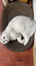 【京东物流】猫抓板磨爪猫窝一体耐磨不掉屑超大号猫玩具猫咪用品 圆形超大号+猫薄荷 实拍图