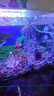 森森鱼缸增氧泵水族箱氧气泵LQE-50家用小型充氧泵3W单孔+全套配件 实拍图