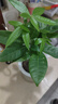 绿有意绿植盆栽多肉花卉盆栽植物室内桌面水培绿植办公室客厅植物懒人 发财树（招财聚福） 带盆带土发货 实拍图