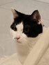 鳥語花香猫砂美国进口原矿高效除臭纳基膨润土矿砂猫砂 25磅/11.3kg 金装 实拍图