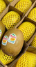 佳沛（zespri）新西兰 阳光金奇异果12粒礼盒特大果单果约122-146g 猕猴桃 水果 实拍图