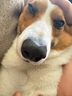 凯锐思 柯基狗粮 专用幼犬成犬小型犬幼犬粮专用粮 【经典款】4斤/袋 实拍图