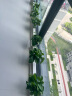 双盟绿萝盆栽除甲醛花卉绿植办公室新房净化空气 120款10盆源头直发 实拍图