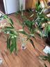 绿有意富贵竹水培植物转运竹花卉绿植室内盆栽绿水养带根鲜花发萝财 超值20棵】65-75cm买10+10 不含盆 实拍图