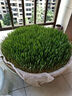 寿禾 猫草种子苗土培水培猫零食草籽 潍育中寿猫草(小麦草)种子1050g 实拍图