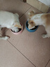 麦富迪狗粮 藻趣儿2.5kg 幼犬中大型小型犬通用（牛肉螺旋藻）金毛泰迪 实拍图