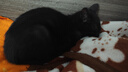 贵为（GiGwi）翠鸟发声逗猫玩具小猫咪幼猫自嗨解闷神器磨牙耐咬宠物玩具逗猫棒 实拍图