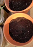 漫生活进口花土营养土20L/袋(2包花种随机)花卉土花盆种植盆基质土肥 实拍图