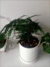幼薇文竹盆栽植物室内绿化四季迷你办公室绿植摆件桌面好养创意小盆景 文竹+紫砂圆盆+圆形底盘 带盆栽好 实拍图