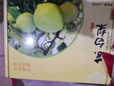北京门头沟京白白梨 军庄镇东山京西贡梨 新鲜水果送礼品 5斤大果礼盒 实拍图