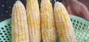 中鲜生云南水果玉米 新鲜甜玉米 现摘玉米棒 生鲜蔬菜可生吃火锅食材 5斤 【净重】约5-8根 实拍图