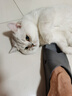 麦富迪猫粮 超肉粒冻干双拼成猫粮美毛护肠胃 三文鱼2kg 实拍图