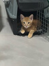 腆宠宠物航空箱小号 猫咪航空箱猫狗 猫包猫笼外出车载猫箱狗狗托运 实拍图