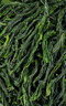 贡苑绿茶六安瓜片250g 2025新茶春茶头采高山正宗安徽散装茶叶自己喝 实拍图