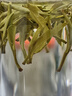 寻西湖茶叶 绿茶雀舌茶 特级明前湄潭翠芽嫩芽浓香型茶叶罐装50g 实拍图