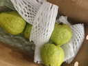 京鲜生 红心珍珠芭乐 番石榴 净重3斤 单果150g+ 生鲜水果水果礼盒 实拍图