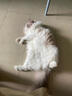 全价冻干双拼猫粮幼猫成猫天然无谷猫粮10.8kg(1.8kg*6包) 实拍图