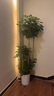 植男植女幸福树造型绿宝盆栽绿植客厅室内大型绿植办公室乔迁新居源头直发 实拍图