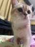 ERGOBABY宠物猫咪洗耳液耳螨狗狗滴耳液猫耳朵清洁耳臭耳痒耳垢耳炎感染耳油耳漂洁耳液 60ml 实拍图