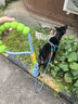 茨格曼狗狗牵引绳狗绳遛狗绳胸背带套装XL码小型犬泰迪比熊小狗牵狗绳子 实拍图