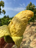 JOYTOUR旅行便携拖鞋一次性可酒店家用防滑女士拖鞋洗澡凉拖鞋黄色38-39 实拍图