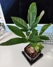 【带盆高度约15-25cm】发财树盆栽室内植物客厅办公室吸甲醛好养 单杆发财树+塑料节节高升盆+小方底座 花盆直径约8cm 实拍图