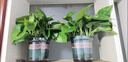 双盟绿萝盆栽除甲醛花卉绿植办公室新房净化空气180白竖纹4盆源头直发 实拍图