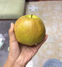 爱鲜摘农场正宗山西玉露香梨5/10斤梨子新鲜水果顺丰礼盒当季整箱香酥梨雪梨 7A 精选果 |单果200-250g【很甜】 5斤装【爆款主推-80%选择】巨划算 实拍图