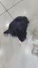 麦富迪狗粮 藻趣儿狗粮成犬粮牛肉螺旋藻 均衡营养2.5kg 实拍图
