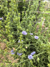 无印良品（MUJI）香味蜡烛 香薰室内芳香 香氛 氛围感伴手礼 礼物 栀子花香味 85g 实拍图
