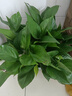 双盟绿萝盆栽除甲醛花卉绿植办公室新房净化空气180加仑4盆装源头直发 实拍图