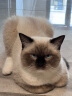 皇家幼猫肠道处方猫粮GIK35健康成长消化支持皇家处方猫粮1KG 实拍图