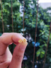 周六福小金花足金999黄金耳钉女生日礼物计价AC090379  一对 约0.67g 实拍图