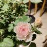美乐棵植物营养液磷酸二氢钾花肥兰花月季水培花卉绿植发财树营养液肥料 玫瑰月季型720ml 实拍图