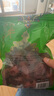 一品玉 休闲食品 蜜饯果干 新疆特产  和田大红枣五星450g/袋 实拍图