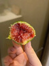 骑猴赶马山东威海青皮无花果【顺丰空运】新鲜无花果鲜果青皮无花果新鲜 【净重1.8斤丨空运闪送】 实拍图