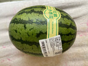 吊秧小西瓜 约1.5kg 实拍图