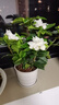 带花苞浓香型栀子花室内绿植盆栽四季开花桌面花卉净化空气好养活 大盆栀子花+螺纹盆+带花苞+肥料 实拍图