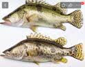 京乐狳桂鱼淡水鳜鱼鳌花鱼现捕鲜活现杀整条季花鱼 一条约750g(净膛前)现杀现发 2条装 实拍图