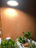 精忠报国植物补光灯大棚蔬菜花卉led室内绿植专用仿太阳全光谱园林生长灯 【仿太阳全光谱补光灯】白-30W 配3米灯头线 实拍图