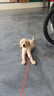 蒂瑞科纯种拉布拉多犬大型犬家养拉布拉多幼犬神犬小七巡回导盲犬宠物狗 血统级 血统级 实拍图