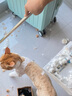 来旺兄弟宠物剃毛器猫咪狗狗剃脚毛修剪器2合1宠物电推剪美容用具用品 实拍图